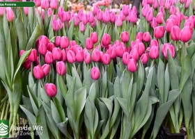 Tulipa Panama ® (1)